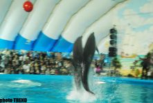 Дельфин с Черного моря рисует флаг Азербайджана, или Необычное шоу в бакинском дельфинарии (фотосессия)