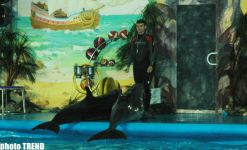 Дельфин с Черного моря рисует флаг Азербайджана, или Необычное шоу в бакинском дельфинарии (фотосессия)