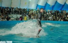 Дельфин с Черного моря рисует флаг Азербайджана, или Необычное шоу в бакинском дельфинарии (фотосессия)