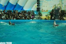 Дельфин с Черного моря рисует флаг Азербайджана, или Необычное шоу в бакинском дельфинарии (фотосессия)