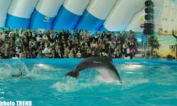 Дельфин с Черного моря рисует флаг Азербайджана, или Необычное шоу в бакинском дельфинарии (фотосессия)