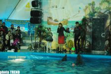 Дельфин с Черного моря рисует флаг Азербайджана, или Необычное шоу в бакинском дельфинарии (фотосессия)