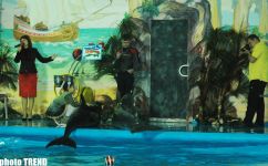 Дельфин с Черного моря рисует флаг Азербайджана, или Необычное шоу в бакинском дельфинарии (фотосессия)