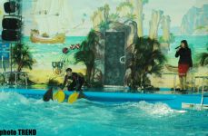 Дельфин с Черного моря рисует флаг Азербайджана, или Необычное шоу в бакинском дельфинарии (фотосессия)