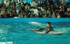 Дельфин с Черного моря рисует флаг Азербайджана, или Необычное шоу в бакинском дельфинарии (фотосессия)