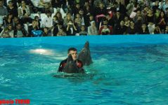 Дельфин с Черного моря рисует флаг Азербайджана, или Необычное шоу в бакинском дельфинарии (фотосессия)