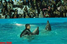 Дельфин с Черного моря рисует флаг Азербайджана, или Необычное шоу в бакинском дельфинарии (фотосессия)