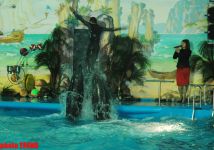 Дельфин с Черного моря рисует флаг Азербайджана, или Необычное шоу в бакинском дельфинарии (фотосессия)