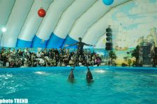 Дельфин с Черного моря рисует флаг Азербайджана, или Необычное шоу в бакинском дельфинарии (фотосессия)