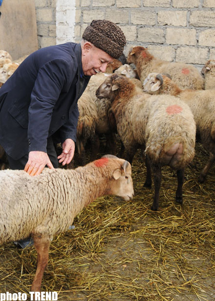 Во время жертвоприношения должны соблюдаться правила санитарии – Управление мусульман Кавказа