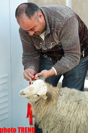 Гурбан байрамы - жертвенное животное, ритуал, распределение и значение праздника (фотосессия)
