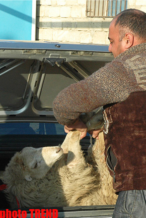 Гурбан байрамы - жертвенное животное, ритуал, распределение и значение праздника (фотосессия)
