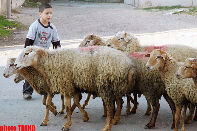 Гурбан байрамы - жертвенное животное, ритуал, распределение и значение праздника (фотосессия)