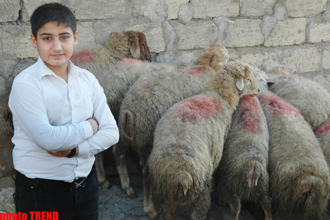 Гурбан байрамы - жертвенное животное, ритуал, распределение и значение праздника (фотосессия)