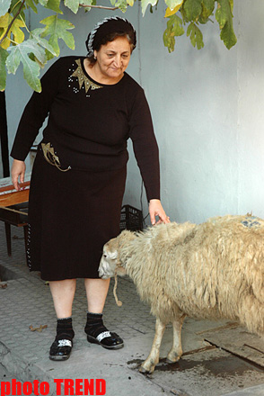 Гурбан байрамы - жертвенное животное, ритуал, распределение и значение праздника (фотосессия)