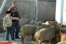 Гурбан байрамы - жертвенное животное, ритуал, распределение и значение праздника (фотосессия)