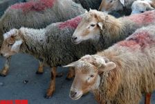 Гурбан байрамы - жертвенное животное, ритуал, распределение и значение праздника (фотосессия)