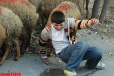 Гурбан байрамы - жертвенное животное, ритуал, распределение и значение праздника (фотосессия)