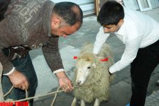 Гурбан байрамы - жертвенное животное, ритуал, распределение и значение праздника (фотосессия)