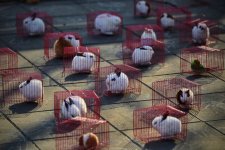 Китайский новый год (фотосессия)