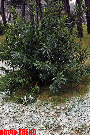 Снежинки в Баку - синоптики предупреждают: ожидается гололед (фотосессия)