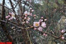 Снежинки в Баку - синоптики предупреждают: ожидается гололед (фотосессия)