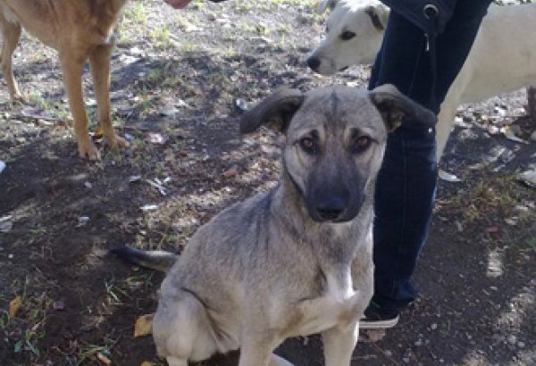 Уточнены время и место проведения благотворительного базара в помощь бездомным животным
