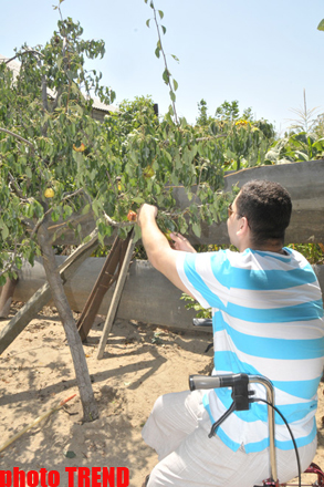 Самурай Мурад Садых в саду бабушки: подсолнух, домино и нарисованная собака (фотосессия)