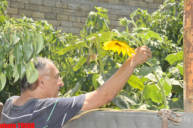 Самурай Мурад Садых в саду бабушки: подсолнух, домино и нарисованная собака (фотосессия)
