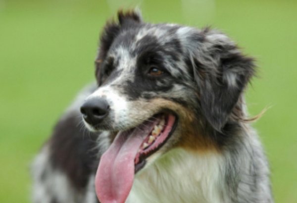 В Британии собака задавила на тракторе своего хозяина