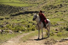 Арабский скакун Эльдара Гасымова - знаменитые кони Македонского, Калигулы, Жукова… (фотосессия)