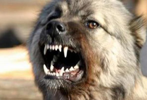 Обнародована статистика пострадавших от укусов животных в Азербайджане