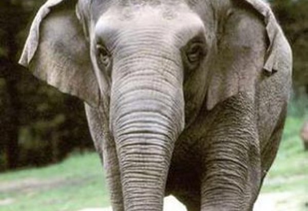 В Таиланде дикие слоны остановили и ограбили грузовики с фруктами