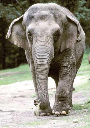 В Таиланде дикие слоны остановили и ограбили грузовики с фруктами