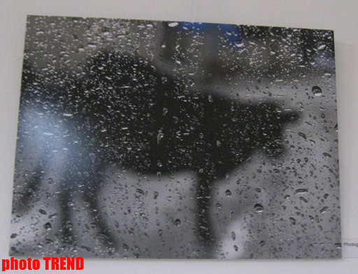 В Баку показали "Абстрактную реальность" (фотосессия)