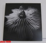 В Баку показали "Абстрактную реальность" (фотосессия)