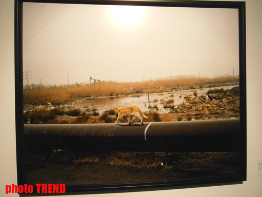 "Жидкая земля" Рены Эфенди - от социальной фронтальности Апшерона до бабочек (фотосессия)