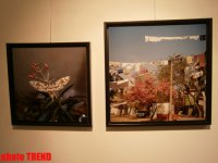 "Жидкая земля" Рены Эфенди - от социальной фронтальности Апшерона до бабочек (фотосессия)