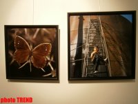 "Жидкая земля" Рены Эфенди - от социальной фронтальности Апшерона до бабочек (фотосессия)