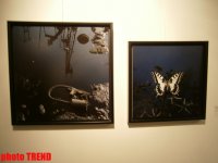 "Жидкая земля" Рены Эфенди - от социальной фронтальности Апшерона до бабочек (фотосессия)