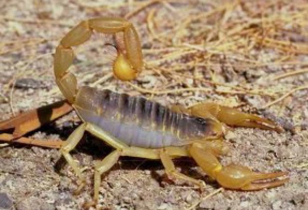 В Азербайджане 135 человек были укушены змеями и пауками