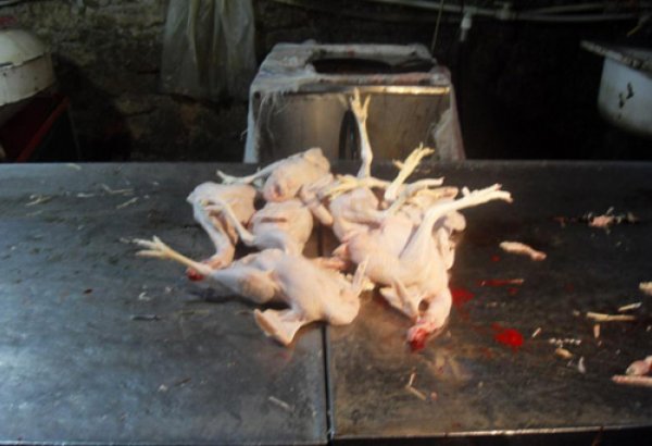 Выявлены серьезные нарушения гигиенических норм при забое кур (фото)