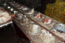 Выявлены серьезные нарушения гигиенических норм при забое кур (фото)