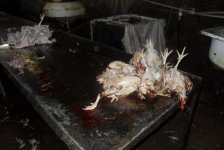 Выявлены серьезные нарушения гигиенических норм при забое кур (фото)