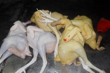 Выявлены серьезные нарушения гигиенических норм при забое кур (фото)