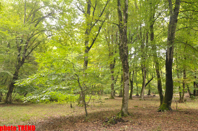 Осенний лес Габалы (фотосессия)