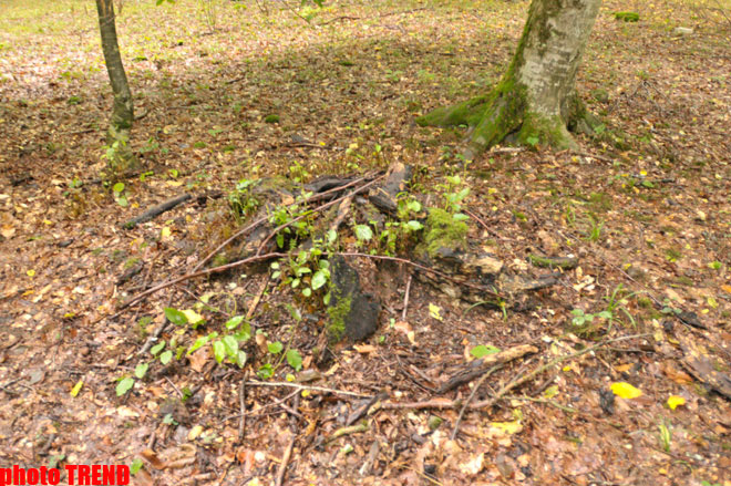 Осенний лес Габалы (фотосессия)