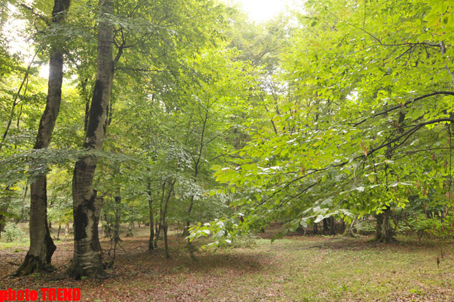 Осенний лес Габалы (фотосессия)