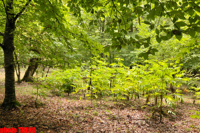 Осенний лес Габалы (фотосессия)