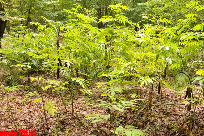 Осенний лес Габалы (фотосессия)